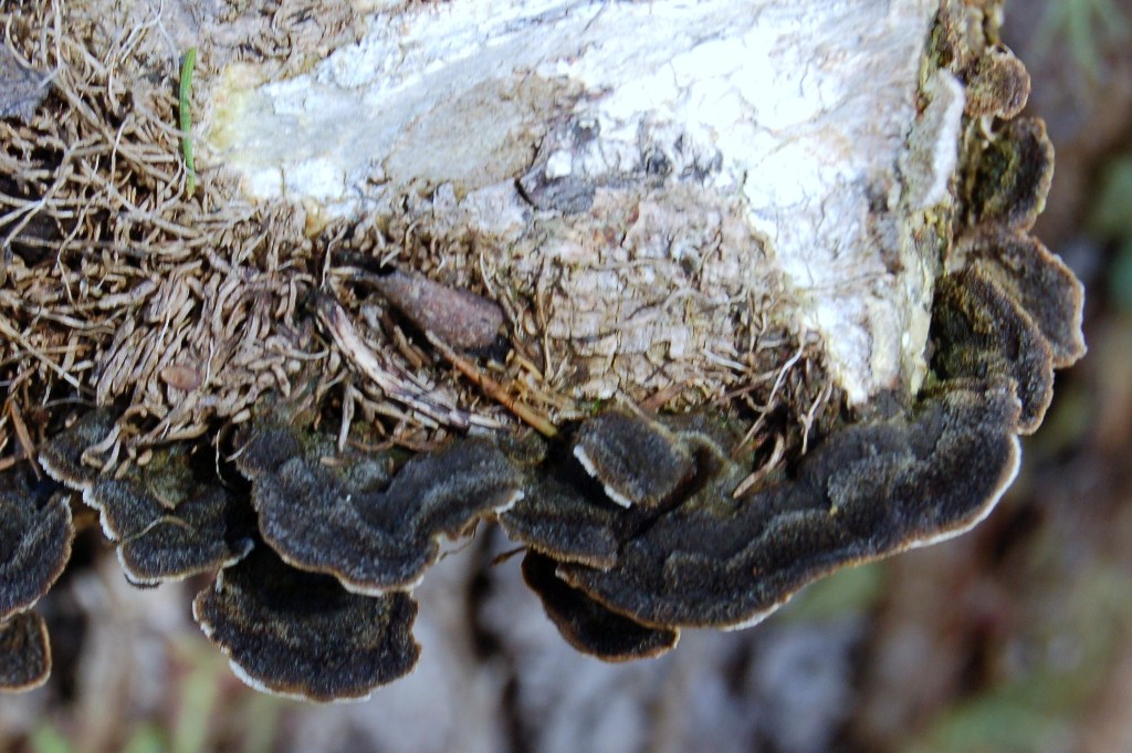 Aphyllophorales su edera. (Lopharia spadicea)